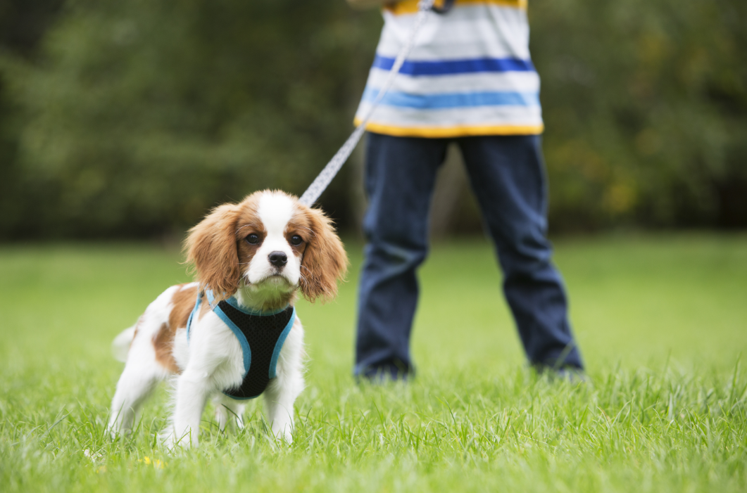 子犬の4ヶ月からの散歩は遅い？犬の恐怖期についてや対策方法