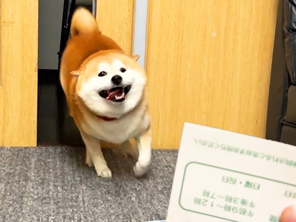 テンションMAXな犬に『病院の診察券』を見せた瞬間…まさかの『人間のような反応』が1100万再生「スンッｗ」「目そらすの草」現在の光景も
