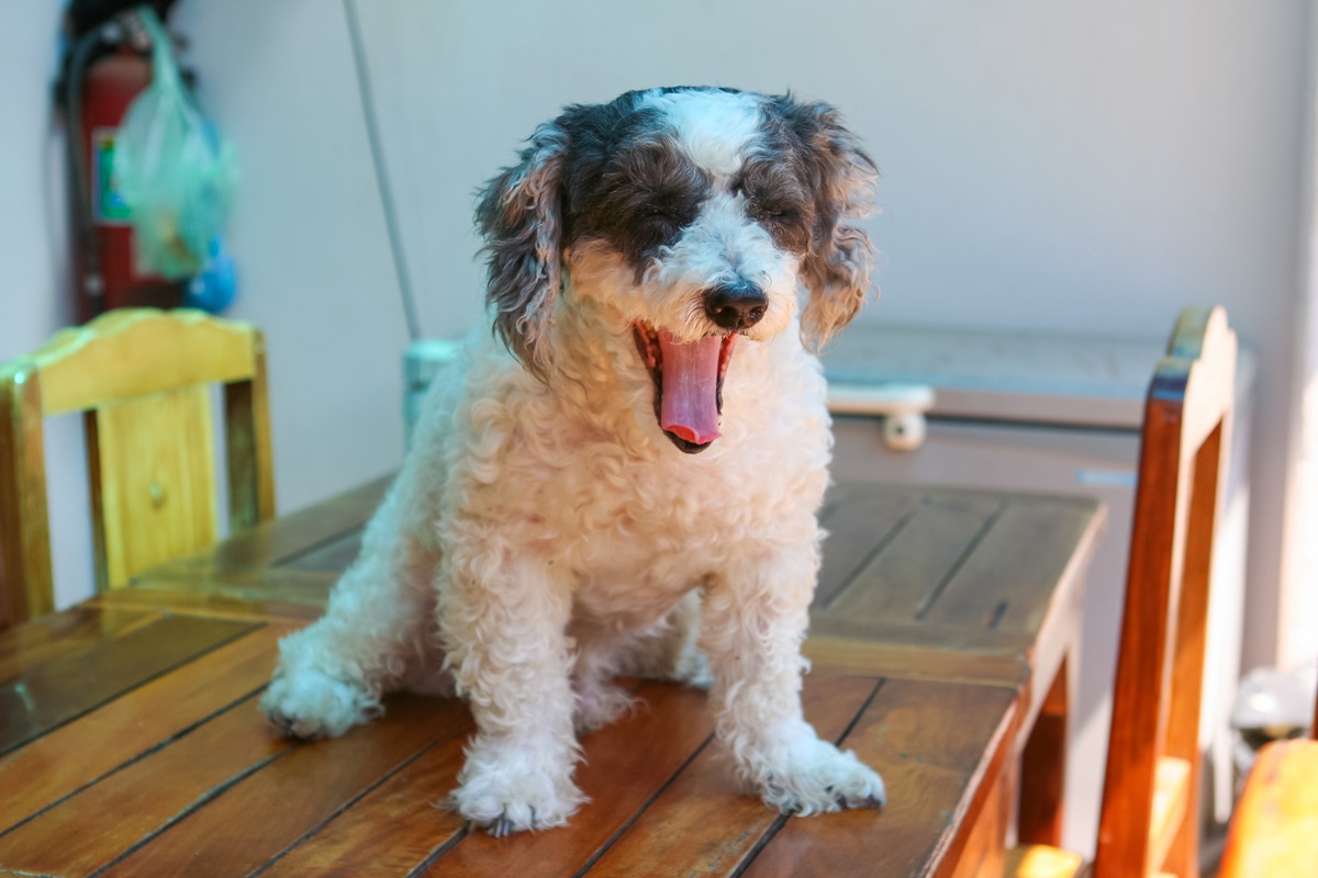 新しい出会いの場「保護犬に出会えるカフェ」に関して思うこと