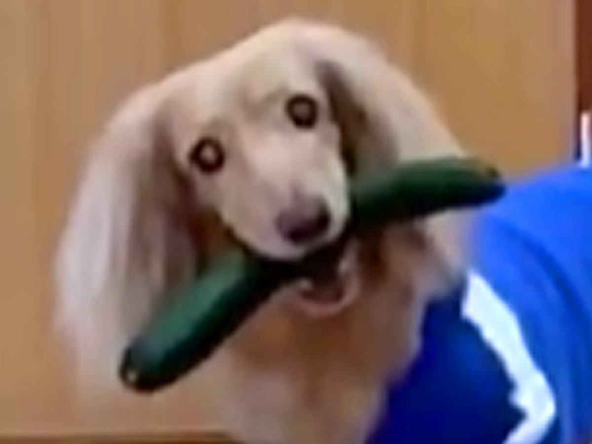 油断したら犬に『きゅうり』を盗まれてしまい…まさかの『全く返す気がない光景』に2万いいね「逃げる準備してて草」「あざとくて最高」と絶賛