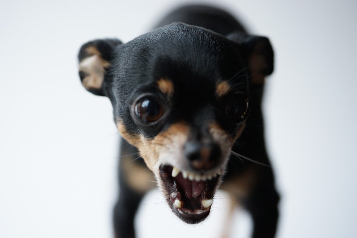 犬が『後ずさりしながら吠える』時は注意が必要？考えられる4つの理由と改善するためにすべきこと