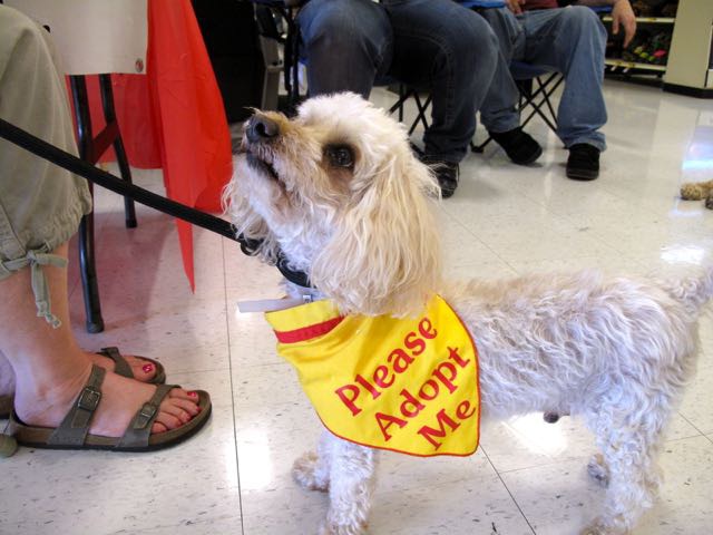 犬目線の素敵な詩「I Rescued A Human Today」