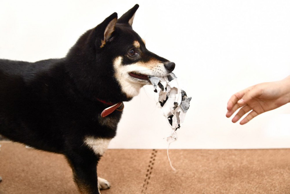 犬が飼い主をからかっている時の『3つのサイン』 よくする仕草や態度を解説