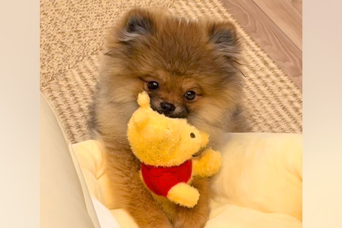 ぬいぐるみをくわえる赤ちゃん犬→眠気に襲われた結果…悶絶級に可愛い『電池切れの瞬間』が47万再生「どっちがぬいぐるみ？ｗ」「たまらない」