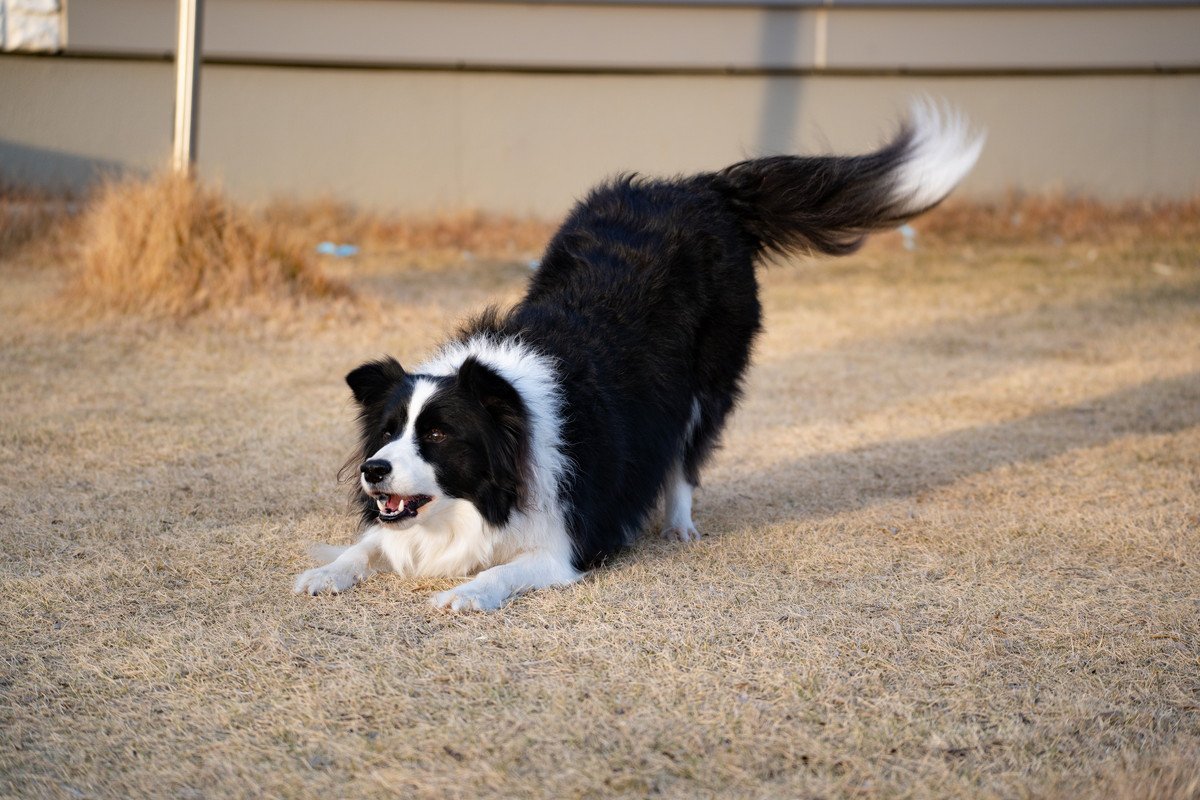 犬が『よくするポーズ』別の心理4選！ボディランゲージでわかる犬の気持ちとは？