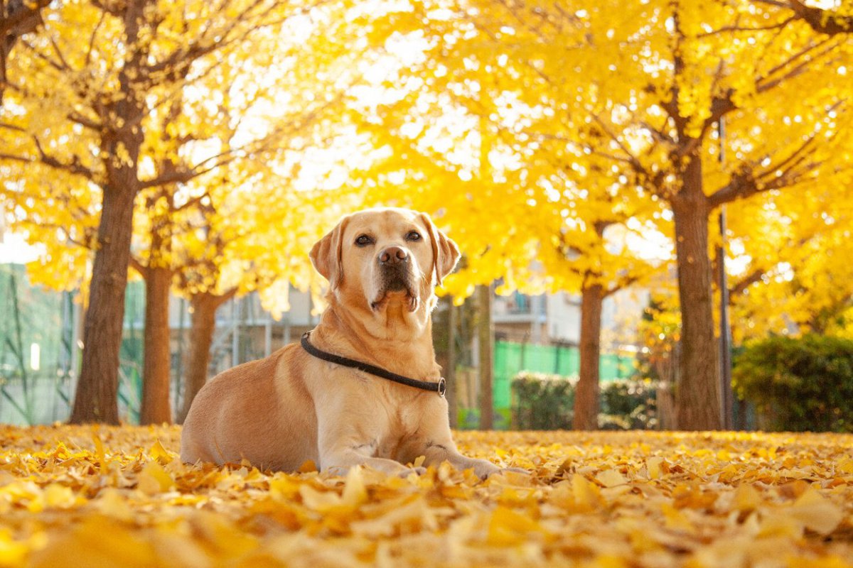 犬の散歩、実は危険な『秋の植物』5選　危険な理由に「拾い食い対策が大切」「知らなかった」