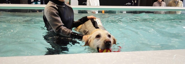 【山梨・八ヶ岳】わんわんパラダイス　～森の中の素敵なコテージで、愛犬と過ごすリラックス時間～