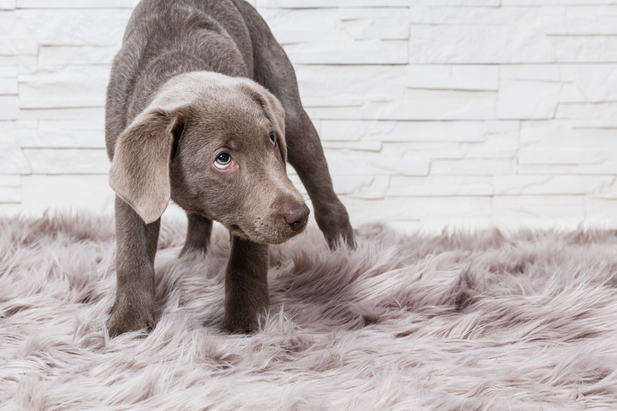 人を怖がる犬への接し方と改善方法