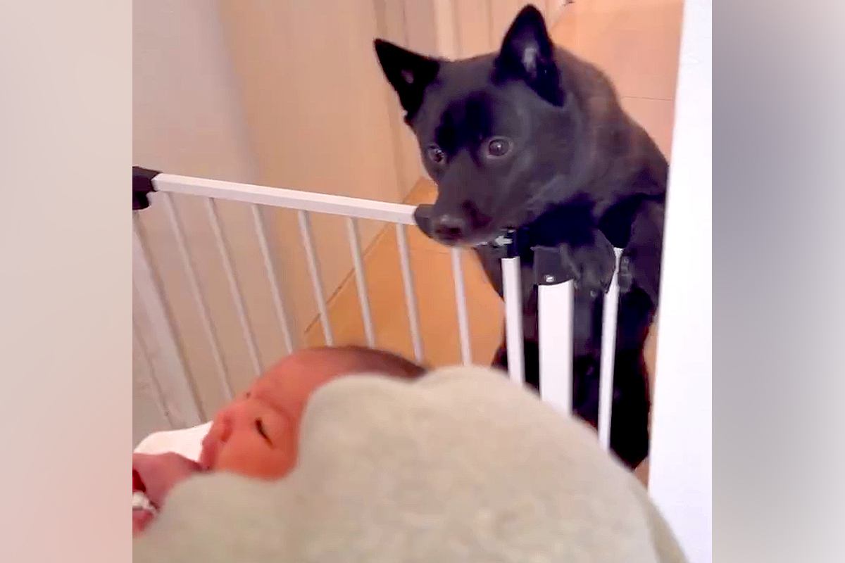 『赤ちゃん』を連れて家に帰ったら、犬が…微笑ましすぎる『はじめましてのご挨拶』が5万再生「なんて尊い…素敵」「優しいお姉ちゃんの顔だ」