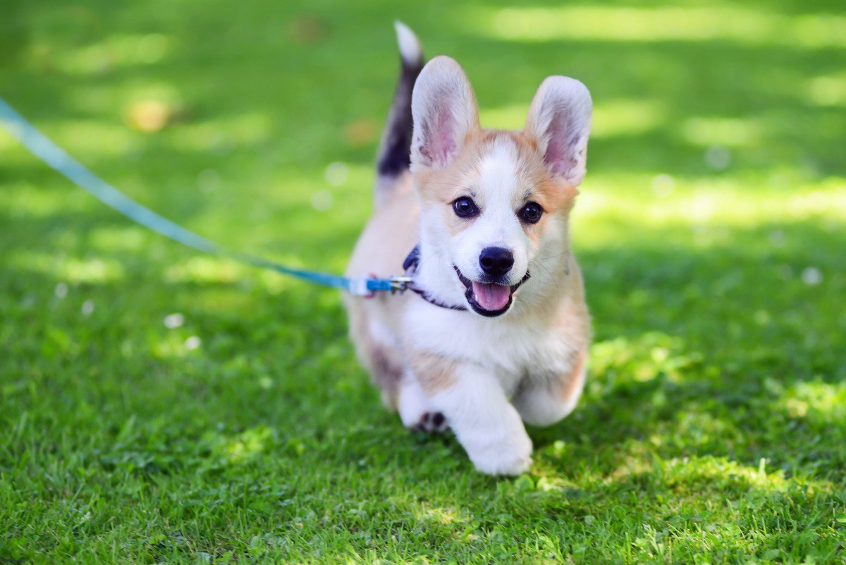 犬が散歩中に突然走り出す「4つの心理」 知っておくべきリスクと防止方法
