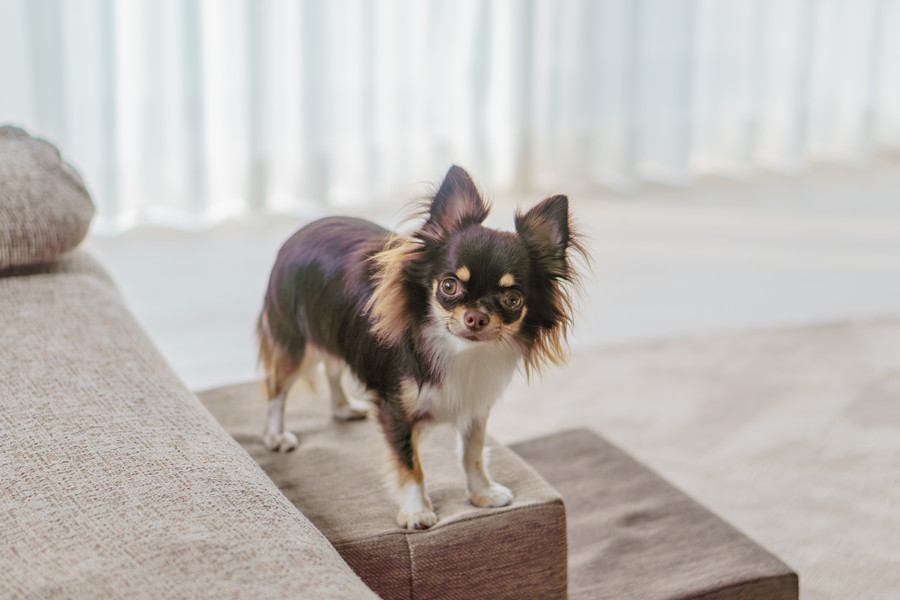 犬に『冷房』を使うときの絶対NG行為５選　体調不良の原因となる間違った使用方法とは？