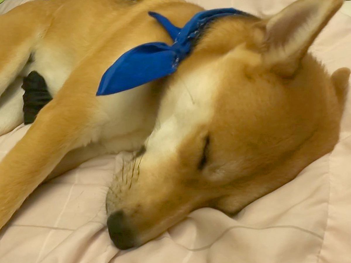 お父さんが体調不良に→犬が部屋へとやってきて…思わず感動する『朝まで看病』が6万再生「賢くて優しい」「どんな薬より心が温かくなる」