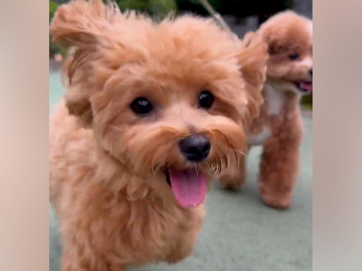 散歩をしている犬2匹→途中でお母さんを見つけて…気付いた瞬間の『わかりやすい態度の違い』が11万再生「勢いすごいｗ」「ニコニコ可愛すぎ」