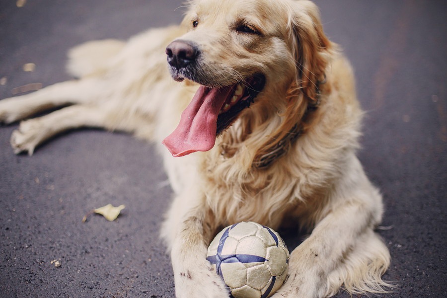 犬用ボール人気ランキングBEST５！お気に入りのものを見つけよう♪ 