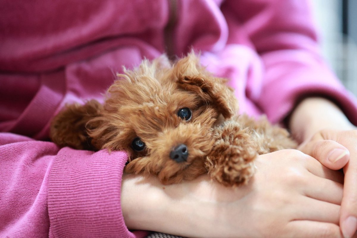 すりすり♡犬が飼い主から離れたくない3つの心理