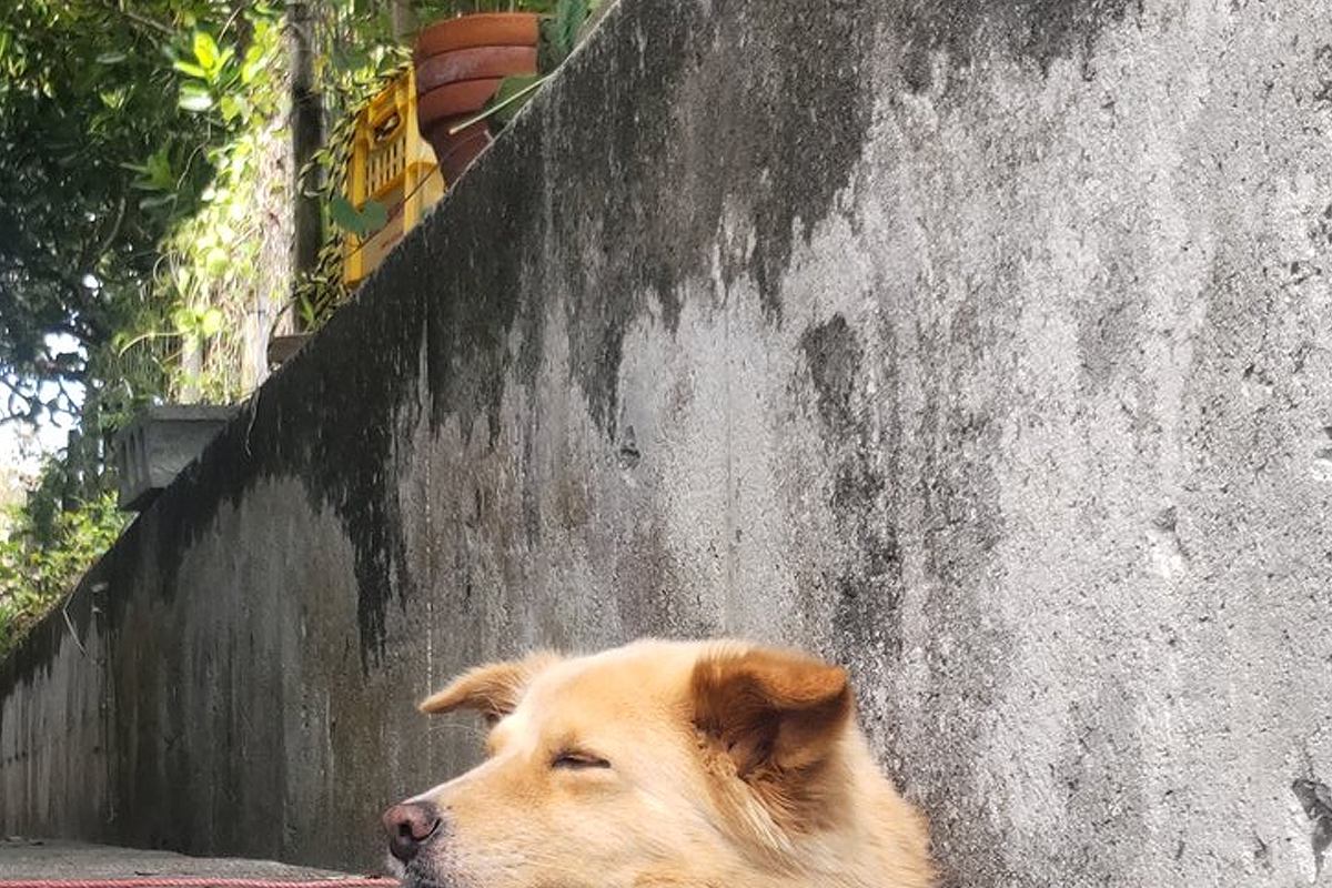 『地面から生えているのは…犬？』側溝でくつろぐワンコ→思わず二度見してしまう『まさかの光景』に反響「夜見たら腰抜かすｗ」「どういう状態」