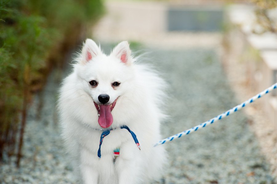 犬が早歩きで散歩する時の心理２選