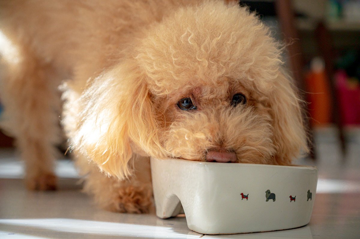 犬がご飯を『だらだら食べる』のはやめさせたほうがいい？　その理由からすぐに試せる対策法までご紹介