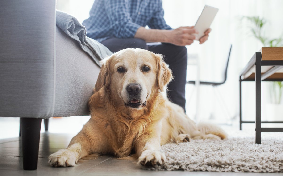 愛犬が飼い主に興味がない時に見せる5つの仕草　その心理から飼い主が意識するべき距離感まで