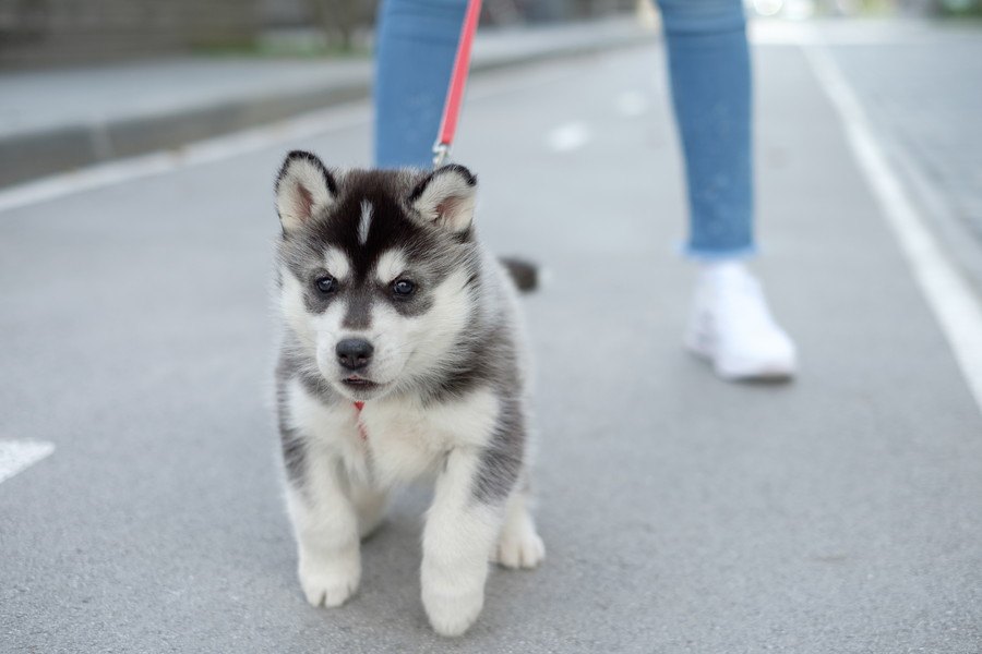 初めての犬の散歩で行くべきではない場所５選