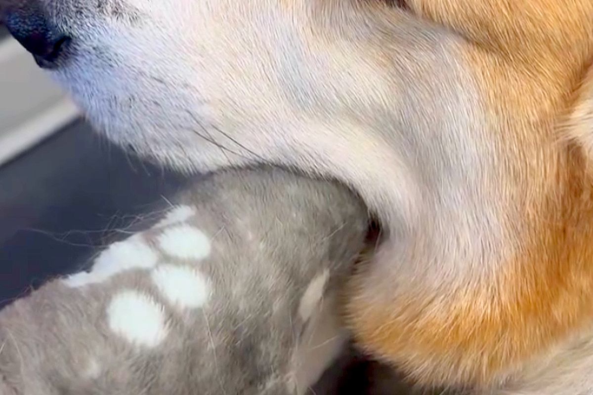 病院で診察待ちをする犬→『緊張してしまうかな』と思ったら…まさかの『肝が据わりすぎている光景』に3万いいね「おっさんで草」「いいイビキｗ」