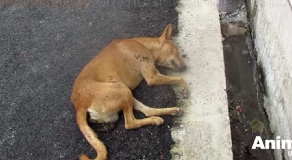 意識を失い路上で倒れている犬を救助…彼が目を覚ます日は来るのか？