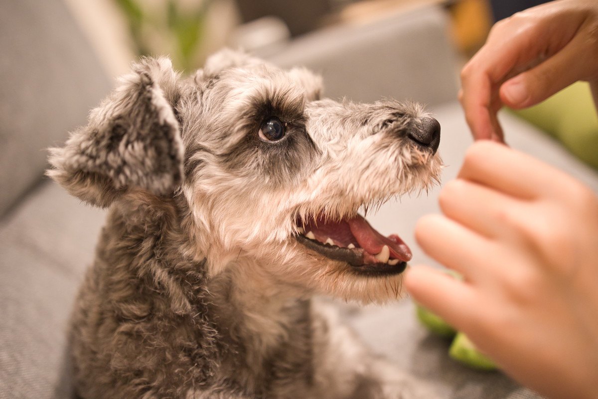 なぜ犬は飼い主が帰宅すると大喜びするの？5つの理由と注意すべきポイント