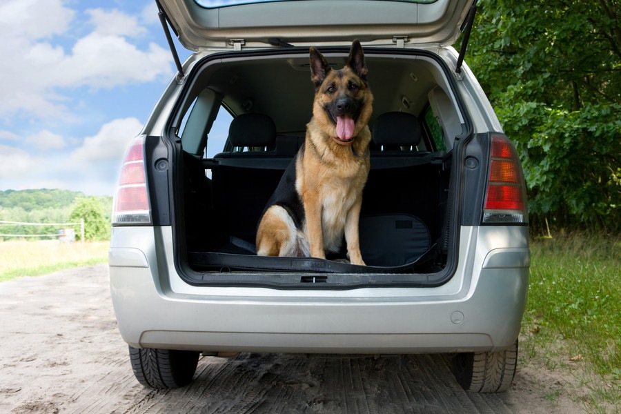 車に付いた犬の臭いを消す3つの方法とやりたい対策