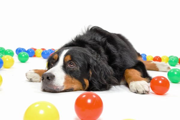 赤ちゃんと犬を一緒に育てるときのメリット・デメリット。安心な犬種と注意すべき病気