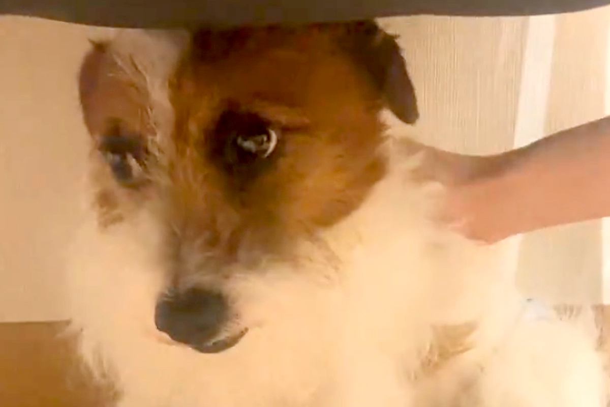 ずっと『何かに怯えた顔』をする保護犬→家族になり、愛情を注いだ結果…もはや別犬のような『表情』に感動「涙出る」「こっちまで幸せになった」