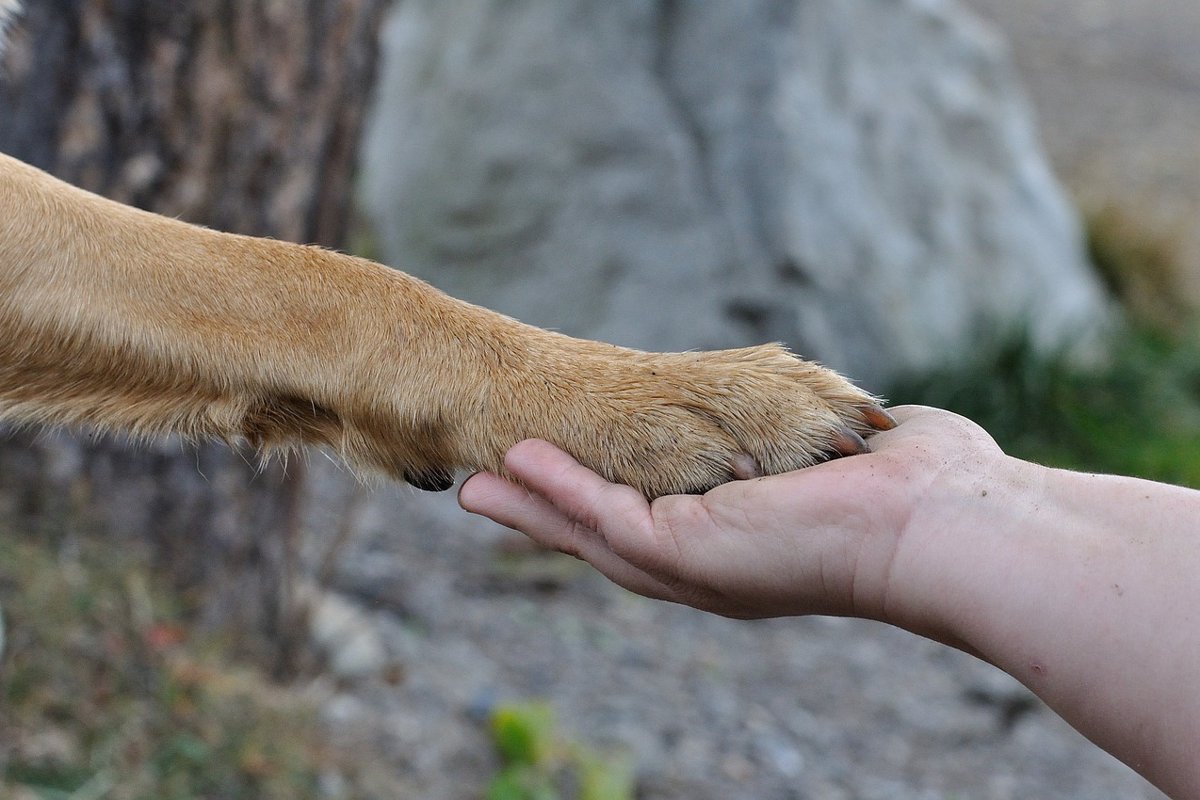 【本当なら嬉しい】犬にも生まれ変わりってあると思いますか？