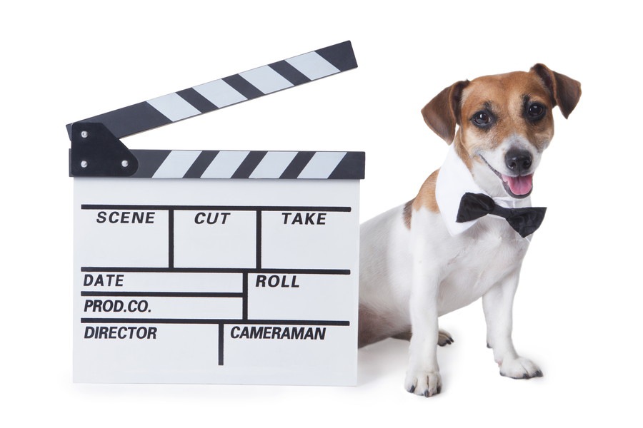 戌年だからこそ観ておきたい「犬の映画」4選