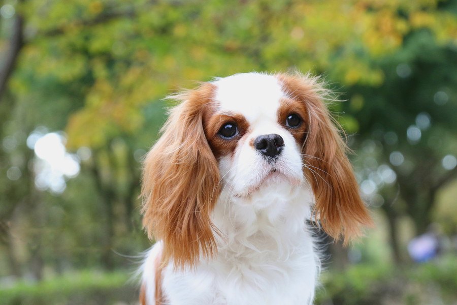 名前が長い犬種４選