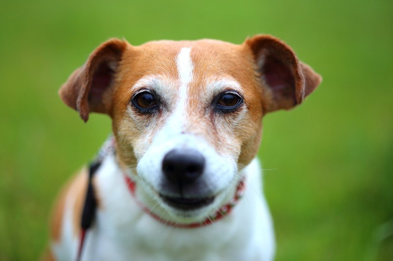 【体験談】しつけを怠った結果、狂犬に変貌してしまった犬