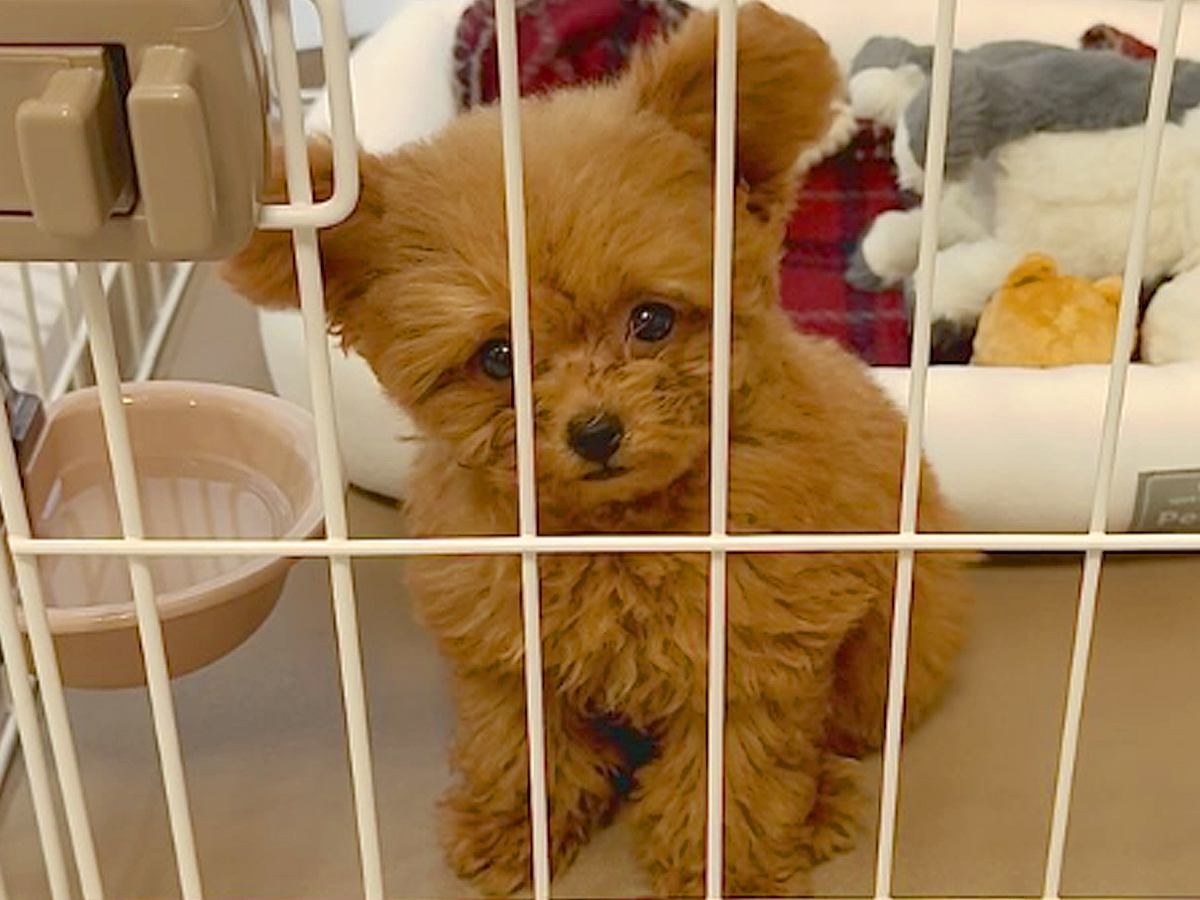 お迎えしたばかりの赤ちゃん犬が『外に出してほしい』と文句を言って…キュンキュンが止まらない光景が話題に　可愛すぎる訴え方に思わず悶絶