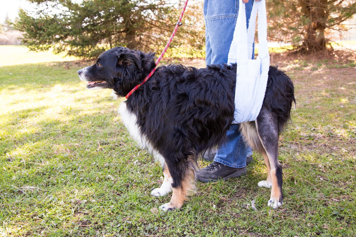 犬の歩き方に異常が出る『ナックリング』とは？初期症状や原因、対処法までを徹底解説