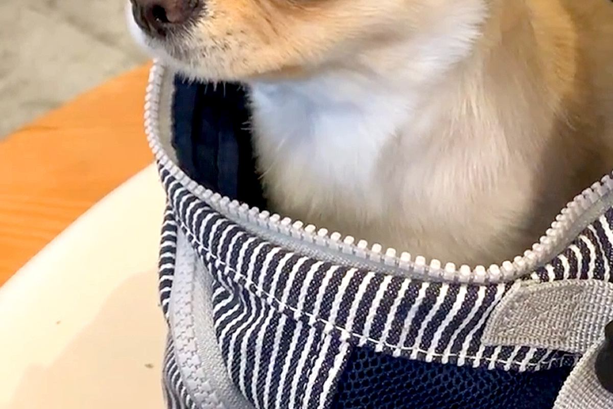 『お出かけ行くよ』と犬に伝え、病院へ向かった結果→騙されたことに気付いて…子どものような『絶望の表情』に反響「頑張ったね」「最後ｗ」