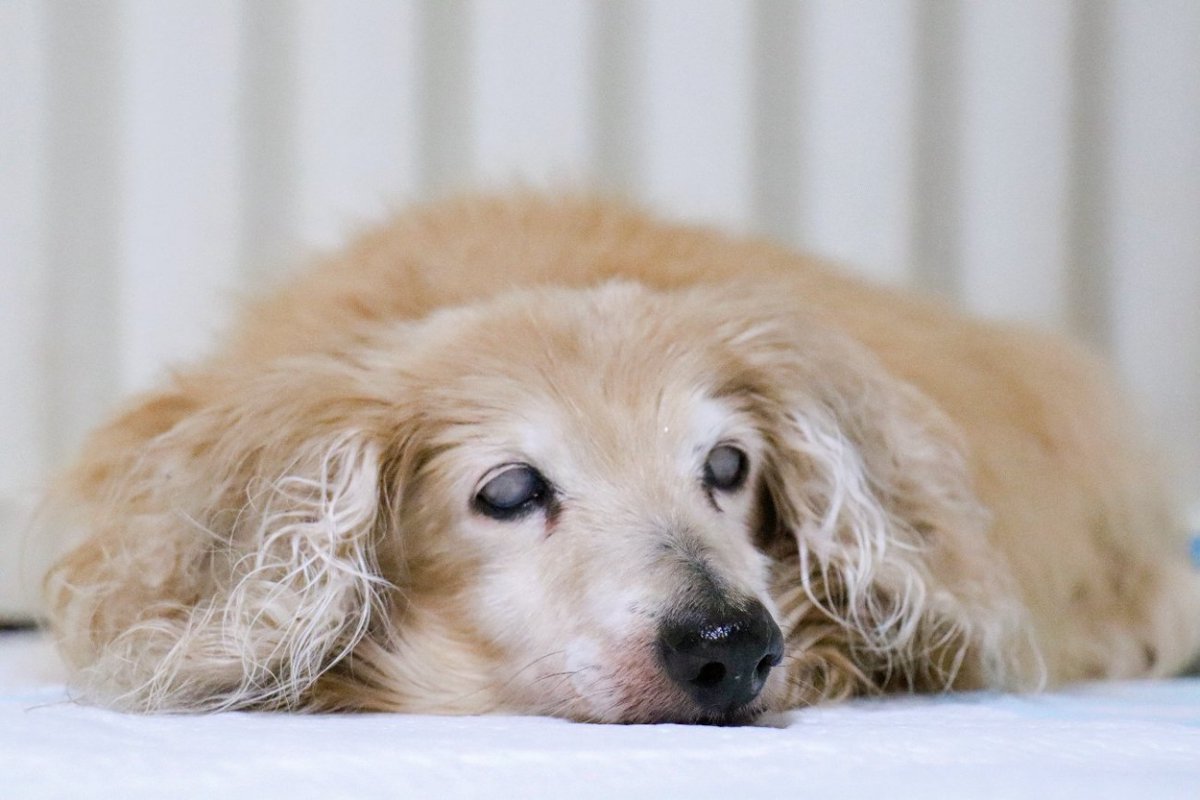 認知症になった老犬は家族のことを忘れる？脳の老化による症状や必要なケアまで