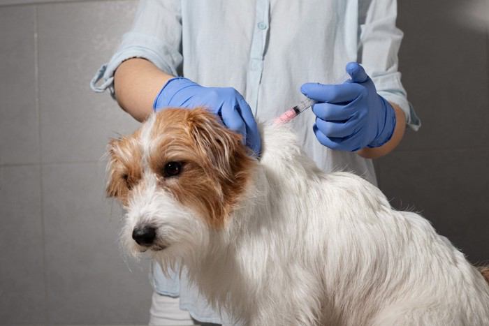 【研究紹介】急性膵炎で入院した106頭の犬における血液検査値と症状の関連性とは？