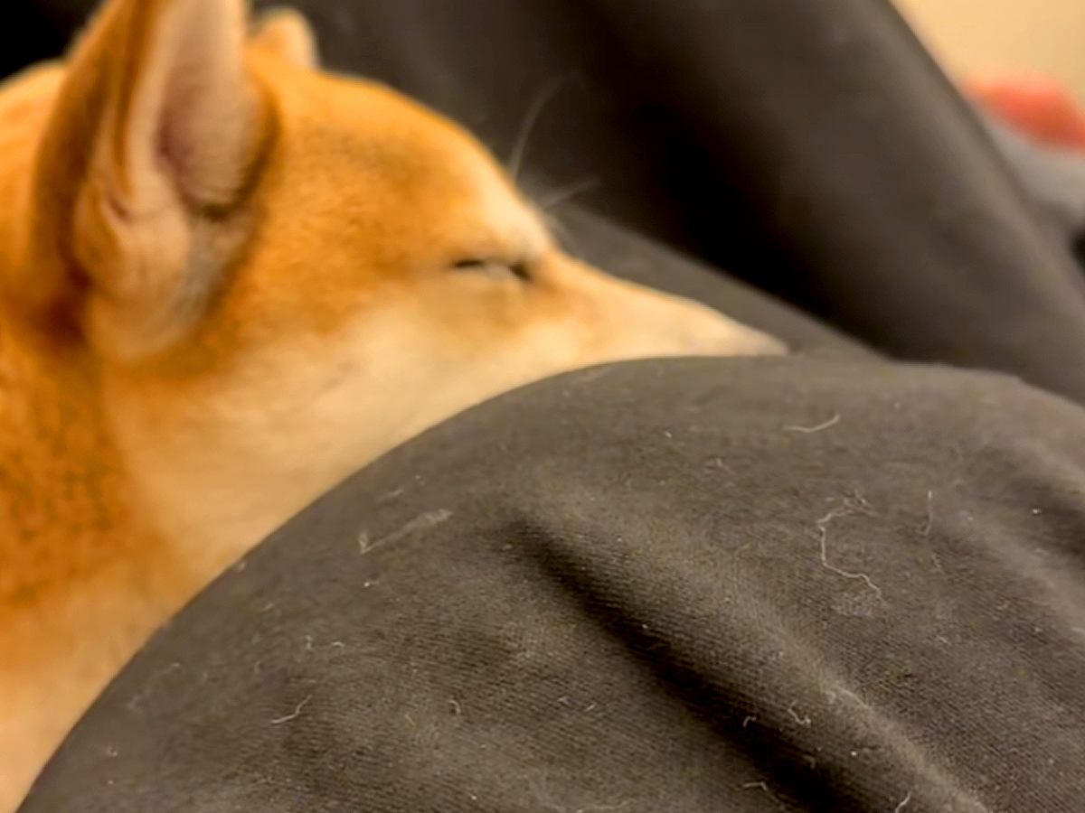 妊婦さんのお腹に頭を乗せている犬→赤ちゃんが動いた瞬間…尊すぎる『愛おしい反応』に反響「いいお姉ちゃんになる」「可愛い…癒やし」の声