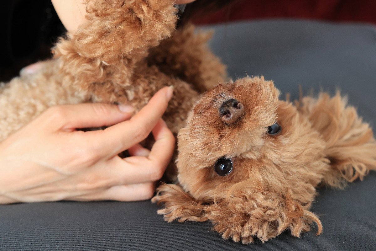 犬が寝ているときにしてはいけない『絶対NG行為』4つ　飼い主がやりがちな今すぐ直すべき行動とは？