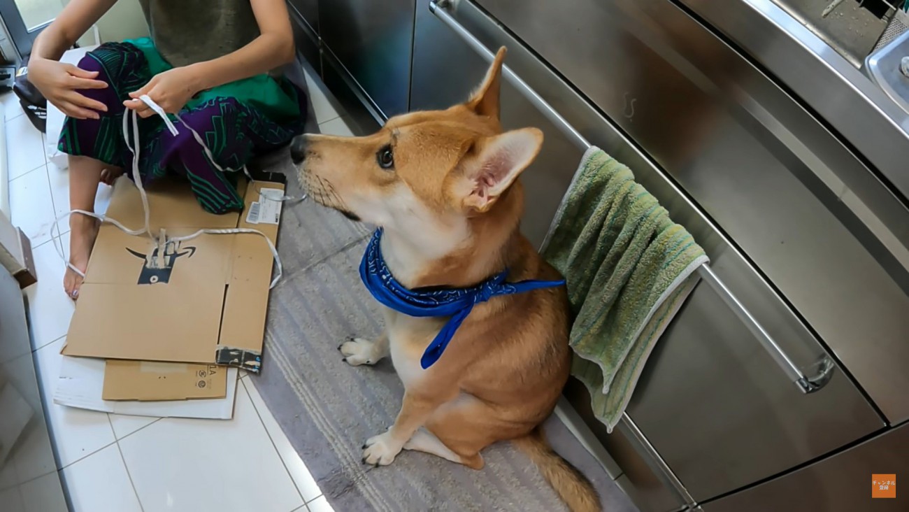 『ずっとお母さんのそばにいたい…』甘えん坊な元野犬との日々に「お母さん冥利につきますね」「こんなストーカーなら大歓迎」