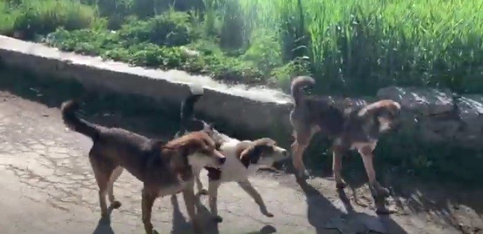 【ネパール】野良犬だらけのネパールでは愛犬のお散歩も一苦労！