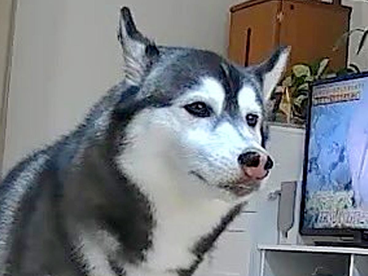 カメラで部屋を覗いたら、留守番中の大型犬が…絶望的すぎる『衝撃の瞬間』に6万いいね集まる「あかーーん！ｗｗ」「覚悟決めた顔で草」と爆笑