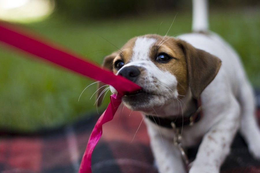 犬に「はなせ」を教えるしつけ方と覚えさせる３つのメリット