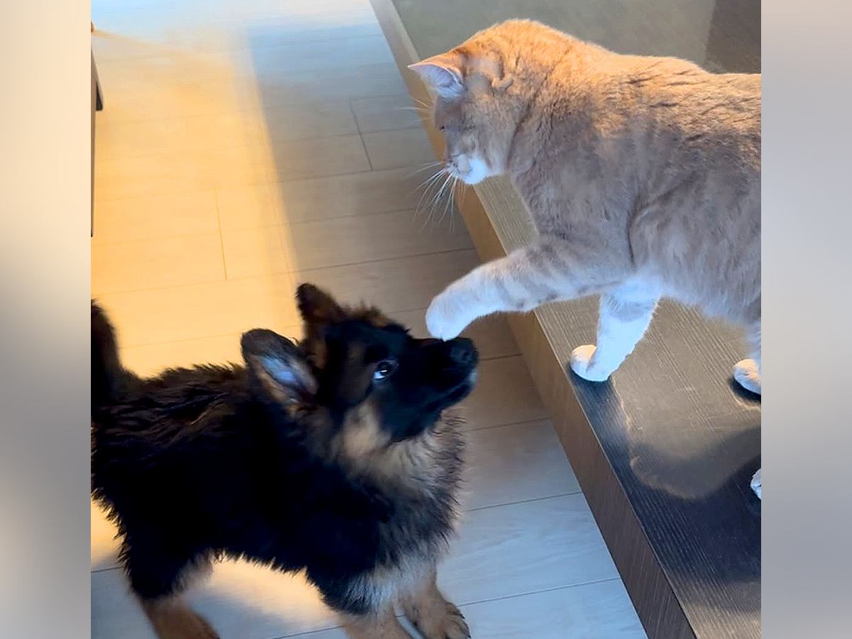 新入りの子犬に先住猫がパンチ→ケンカが始まると、兄犬が登場して…イケメンすぎる『まさかの神対応』に反響「頼もしい先輩」「兄貴」
