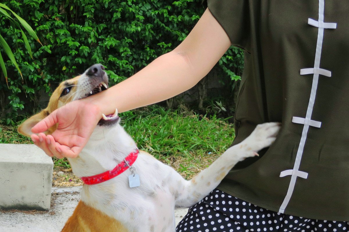 犬が『甘噛み』をしてくる心理５選　なぜ噛んでくるの？やめてもらうための解決策まで