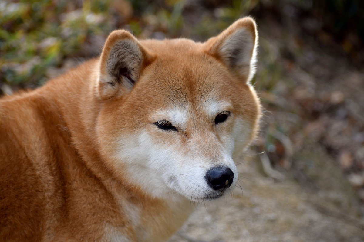 犬が『ふてくされている時』にする仕草や態度4選