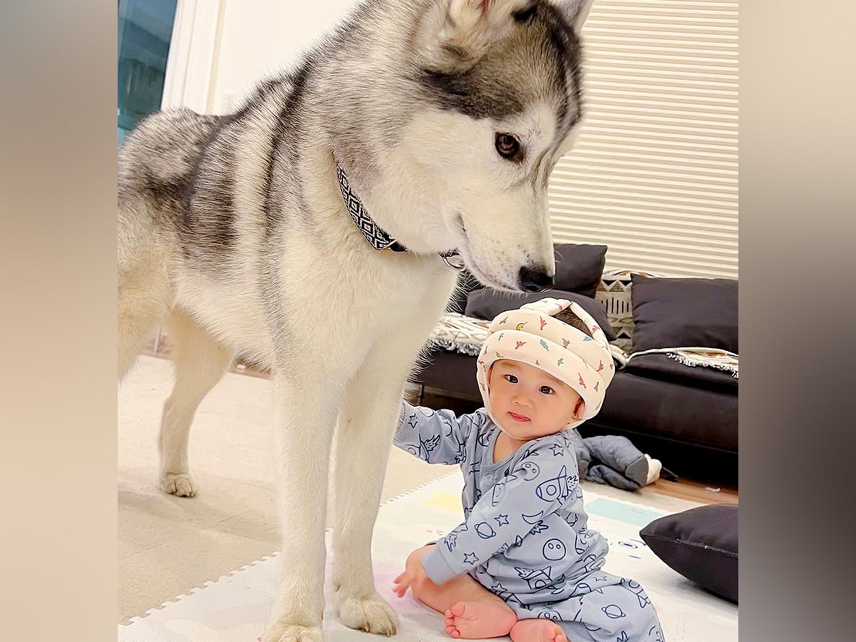 赤ちゃんが『ハスキー犬と遊びたい』とアピールした結果→もはや『本当の弟』のような光景が81万再生「なんて優しい世界」「癒された」と反響