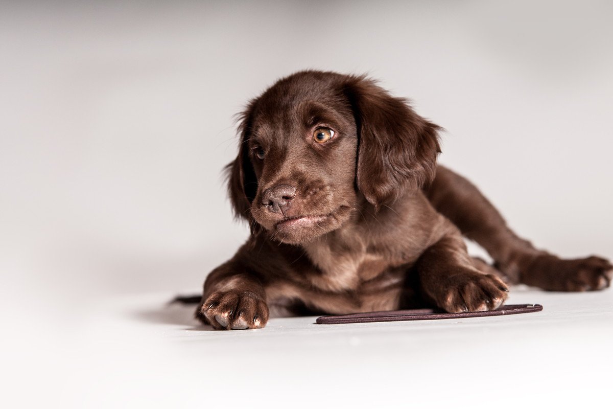犬が『喉を鳴らす』3つの心理　グルグルと音を出すのはなぜ？注意すべき状態まで